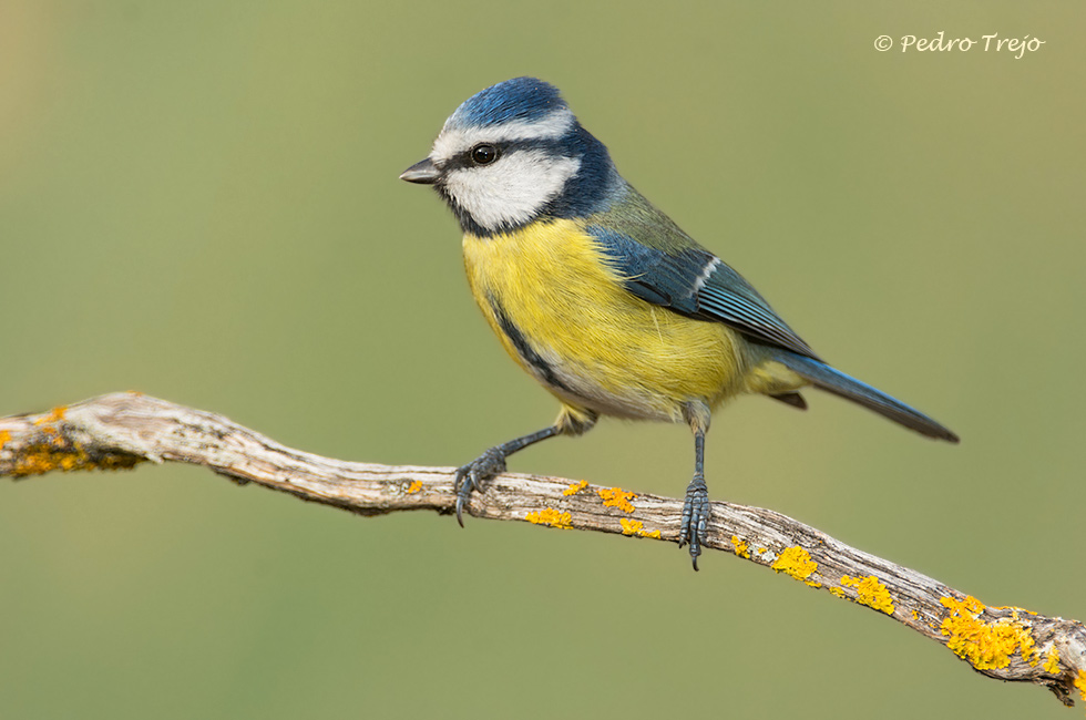 Herrerillo común (Parus caeruleus)